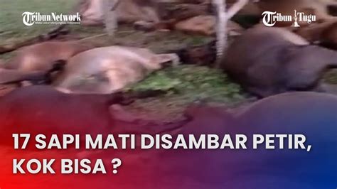 Detik Detik 17 Sapi Mati Tersambar Petir YouTube