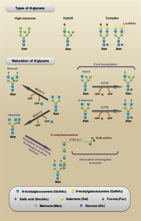 Types Of N Glycans A Schematic Representation Of The Three Main