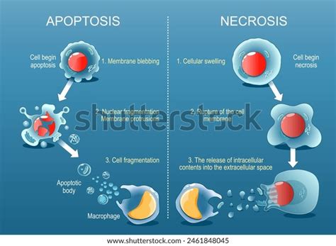 Apoptosis Necrosis Difference Between Necrotic Death Stock Vector