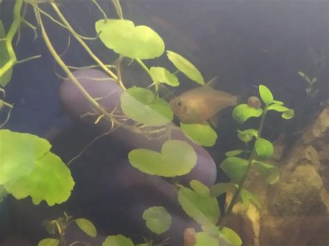 Hi is my fish sick? I had this fish for almost half a year but it