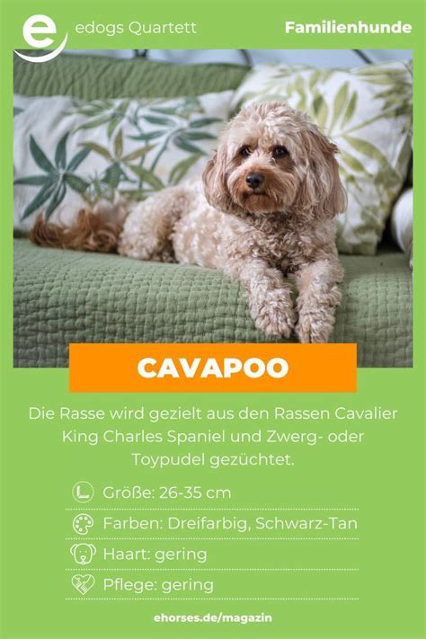 Cavapoo Im Rasseportrait Familienhund Hunde Labradoodle