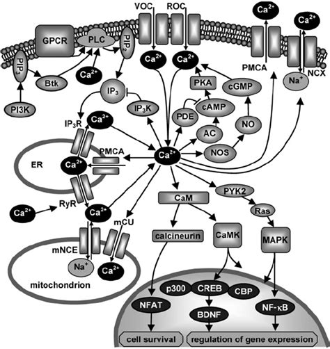 Signal Transduction Related To Calcium Intracellular Calcium