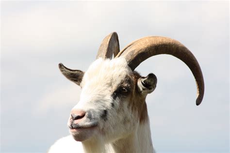 Types Of Goats With Horns