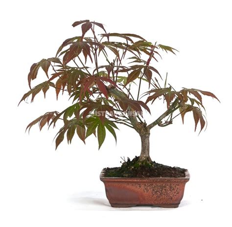 Red Maple Bonsai, a favourite for bonsai lovers