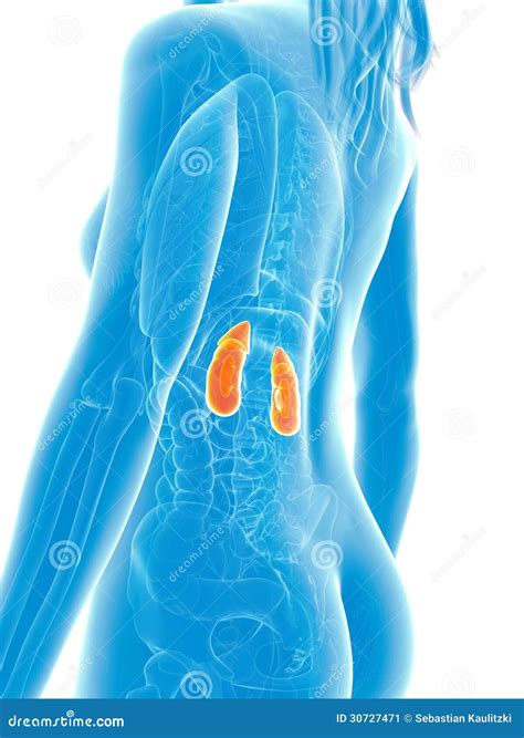 Highlighted kidneys stock illustration. Illustration of circulation