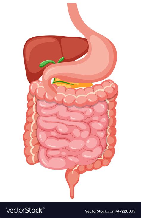 Human Medical Digestive System Royalty Free Vector Image