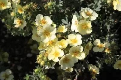 Potentilla Fruticosa Primrose Beauty Provender Nurseries