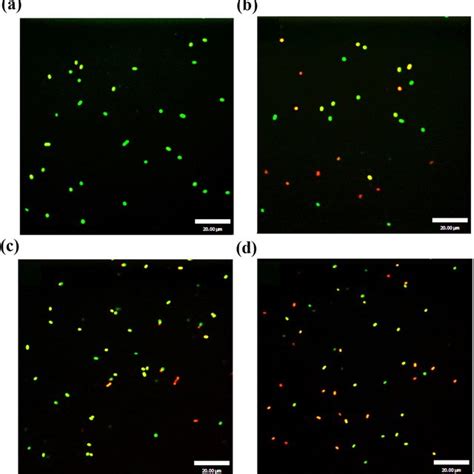 Confocal Laser Scanning Micrographs Of Untreated S Saprophyticus P2