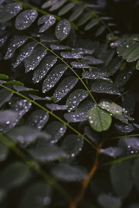 Leaves Drops Macro Stem HD Phone Wallpaper Peakpx