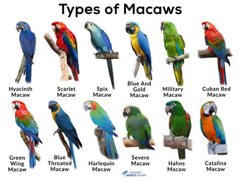 Macaw Parrots As Pets A Complete Guide