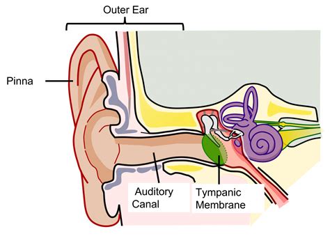 Auditory System The Ear Introduction To Neuroscience