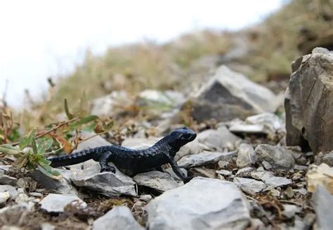 Salamandra czarna - Fakty, dieta, siedlisko i zdjęcia na Animalia.bio