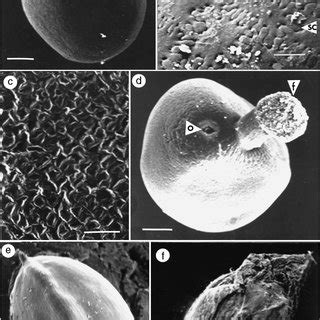 Seeds of subgenus Nymphaea. N. mexicana a-d. (a) Whole seed; (b ...