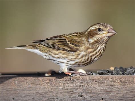 Female House Finch