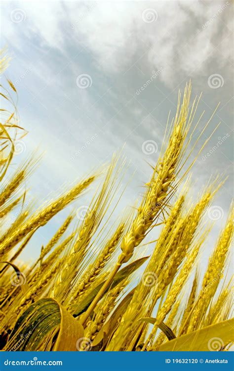 Wheat Ears Stock Photo Image Of Healthy Close Baking 19632120