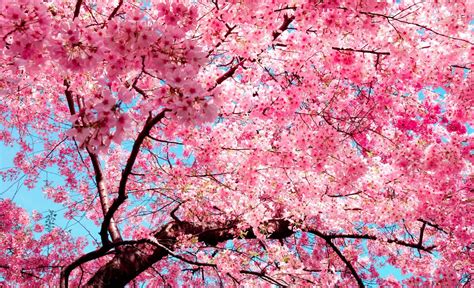 Cherry Blossom Meaning And Symbolism Allwaysflower