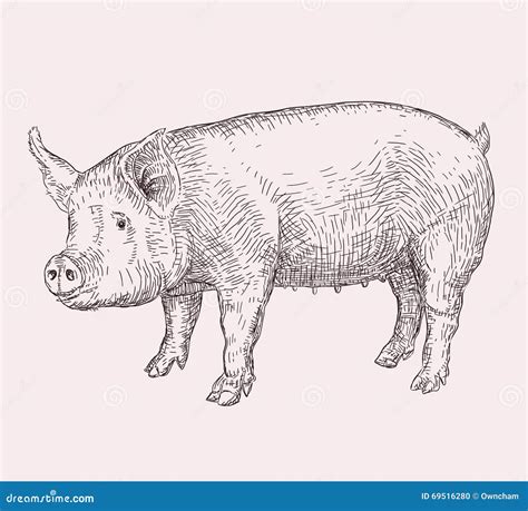 Hand Drawn Pig Stock Vector Illustration Of Piglet Painting 69516280