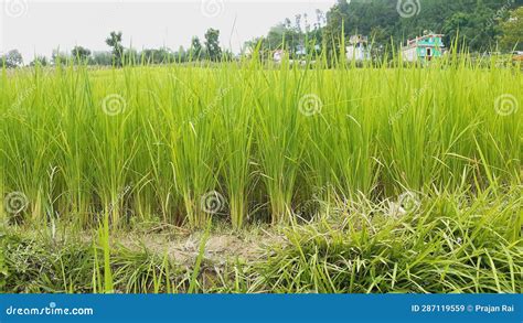 Paddy Farming Of India.Ready Paddy Crop. Most Popular Grain Of India ...