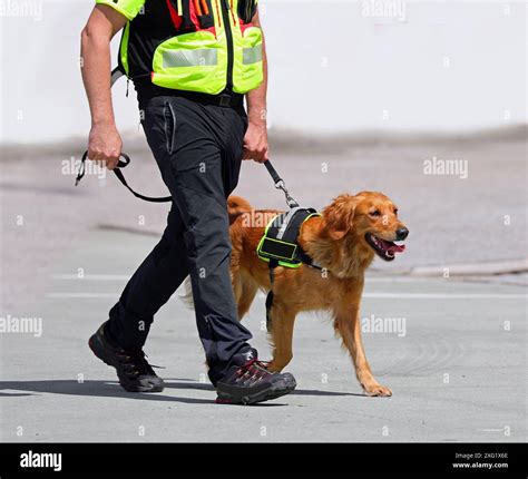 canine member   search  rescue team leashed   handler stands