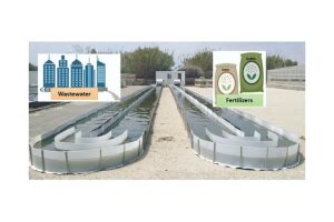 Modeling And Control Of Microalgae Based Wastewater Treatment