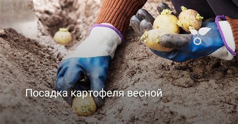 Посадка картофеля весной. Фото — Ботаничка