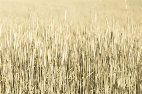 Abstract Wheat Field Texture Meadow Nature Background Stock Photo