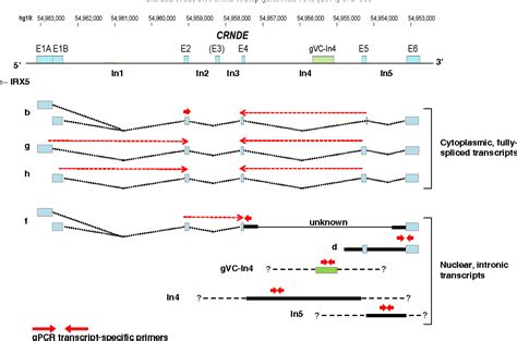 Figure 1 From CRNDE A Long Non Coding RNA Responsive To Insulin IGF