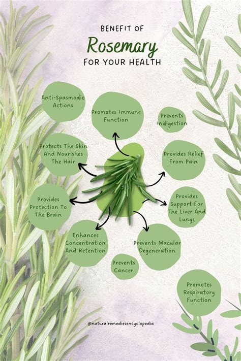 Top 10 Benefits Of Rosemary Tea How To Make Rosemary Tea Artofit