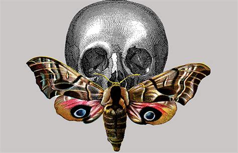 2024s 10 Moth Symbolism Myths And Meaning A Totem Spirit And Power Animal