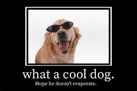 Cool Dog With Sunglasses Meme