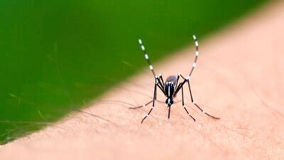 Ass Aristo Mg Magensaftresistente Tabletten Beipackzettel Apotheken Umschau