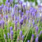 Óleo Essencial de Lavanda Como Fazer Mundo Ecologia