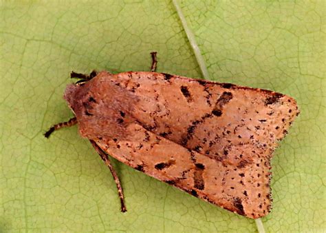 Agrochola Lychnidis Bf Beaded Chestnut I Flickr