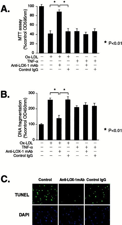 Oxidized Ldl Modulates Baxbcl 2 Through The Lectinlike Ox Ldl Receptor