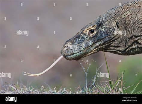 Dragon De Komodo Varanus Komodoensis Avec La Langue En Extension