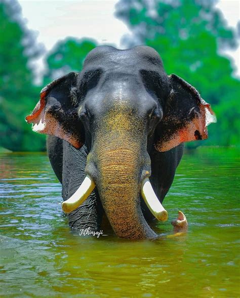 Kerala Elephant Hd Wallpapers 1920x1080 - Infoupdate.org