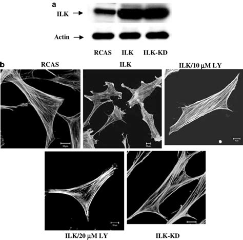 Effects Of Ilk Overexpression On Actin Filament Rearrangements Cef