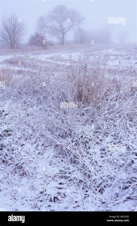 Bleak Cold Snowy Winter Landscape In Freezing Fog With Grasses Fallow