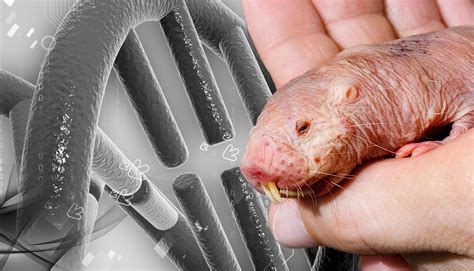 The Curious Case Of The Naked Mole Rat Defying Conventions Of Aging And Reproduction On Biology