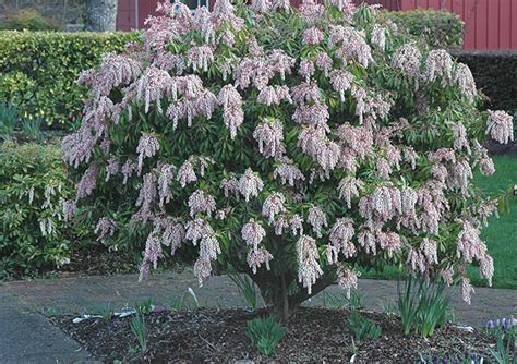 Pieris japonica | Landscape Plants | Oregon State University