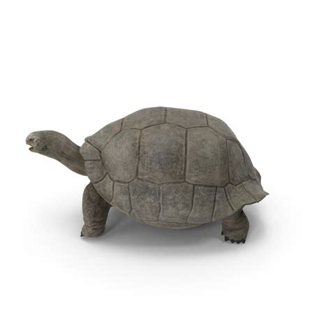 Tortoise 3D Object 2297081437 | Shutterstock