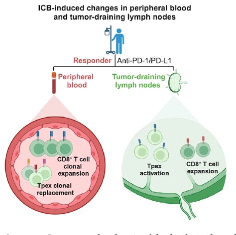 Figure From Immunological Mechanisms Behind Anti Pd Pd L Immune