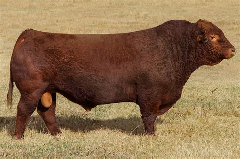 IR Imperial D948 - Select Sires Beef