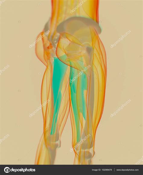 Adductor Muscles anatomy model Stock Photo by ©AnatomyInsider 152089478