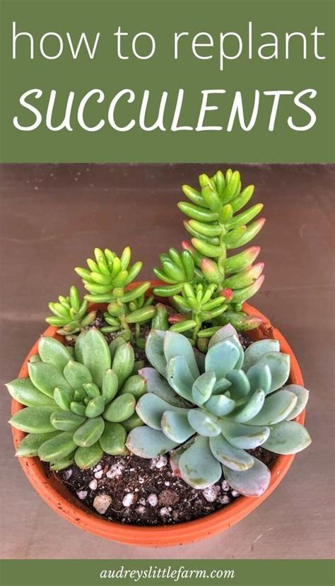 How To Propagate Succulents In Just 6 Easy Steps Sprouting Indoors