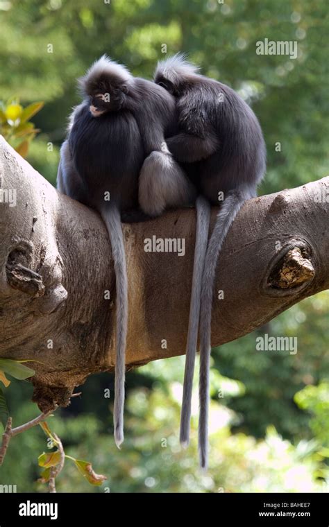 Leaf Monkeys Hi Res Stock Photography And Images Alamy