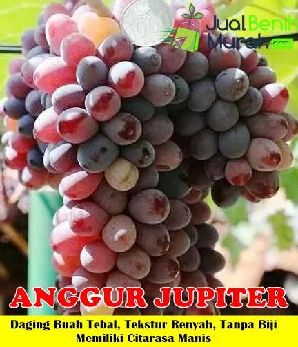 Jual Bibit Anggur Jupiter Cepat Berbuah Jualbenihmurah