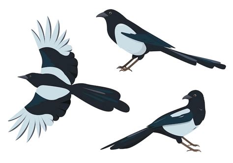 Premium Vector Magpie Birds Set Magpies In Different Poses Isolated