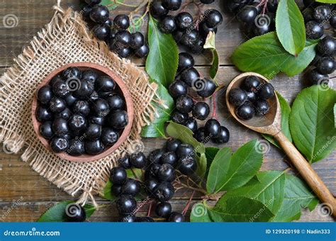 Black Chokeberry Aronia Melanocarpa Stock Photo Image Of Cultivated