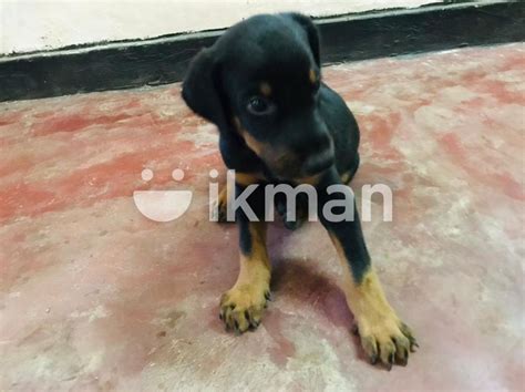 Doberman Puppies In Jaffna City Ikman